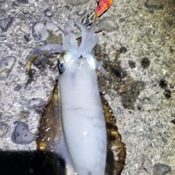 タチウオに間に合わずエギング