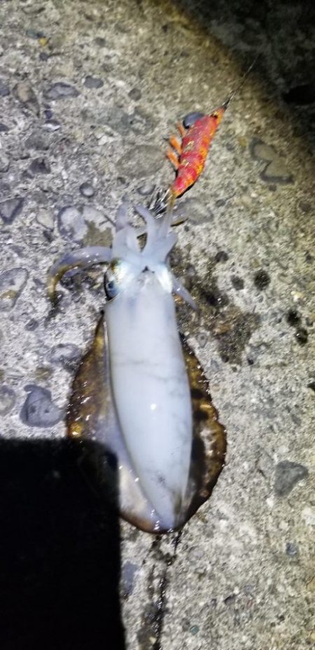 タチウオに間に合わずエギング