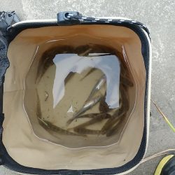 ハゼは変わらず