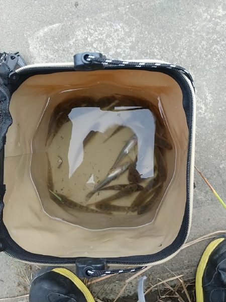 ハゼは変わらず