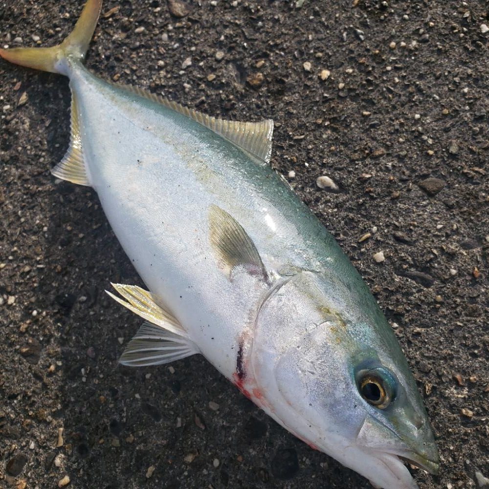 おはようツバス君!