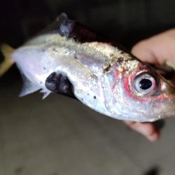 やっと出会えたアジ!