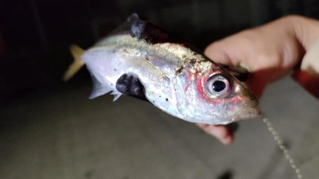 やっと出会えたアジ!