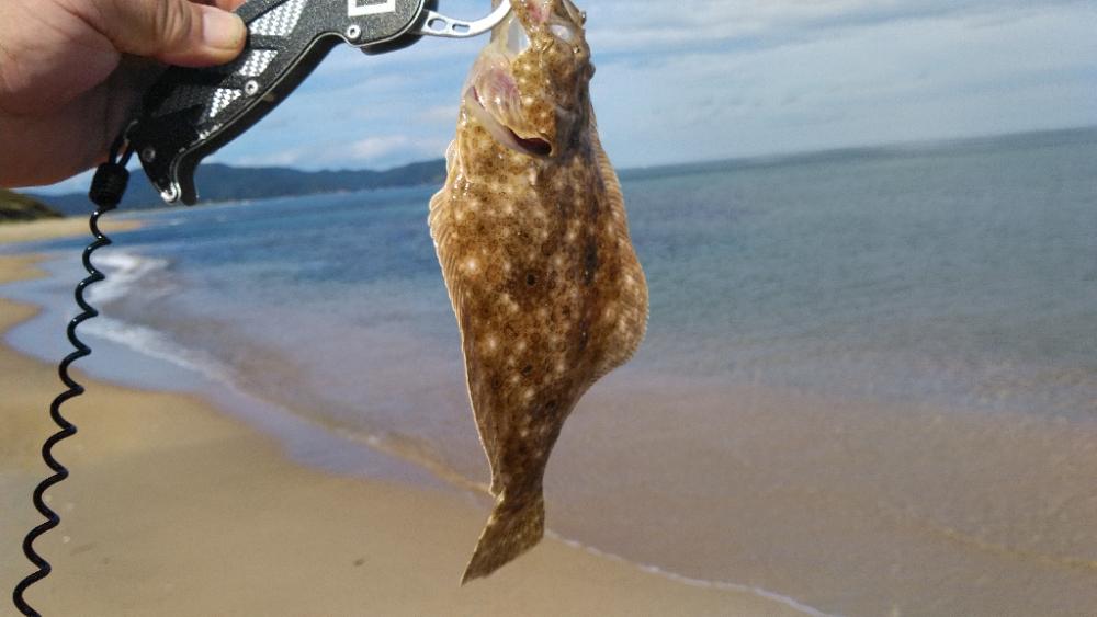 フラットフィッシュ