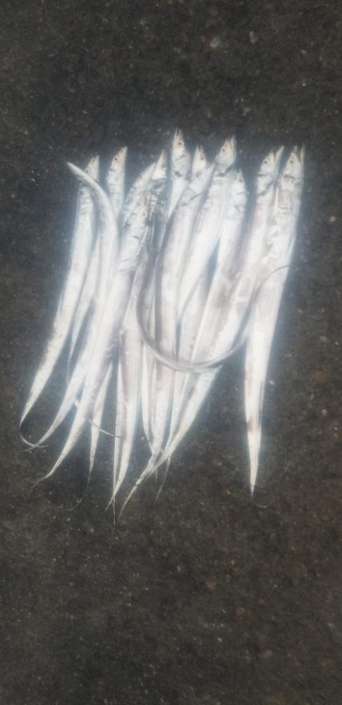 タチウオ　良好