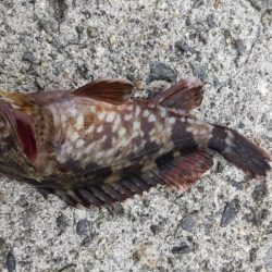 アジ探し@泉佐野