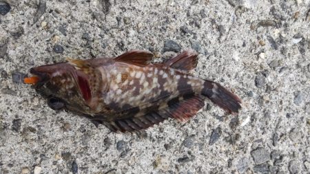 アジ探し@泉佐野