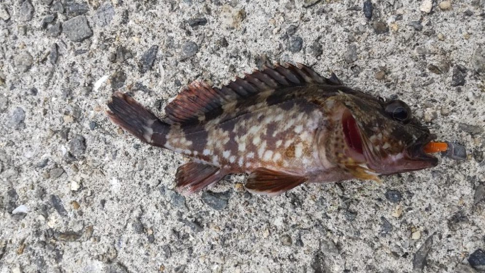 アジ探し@泉佐野