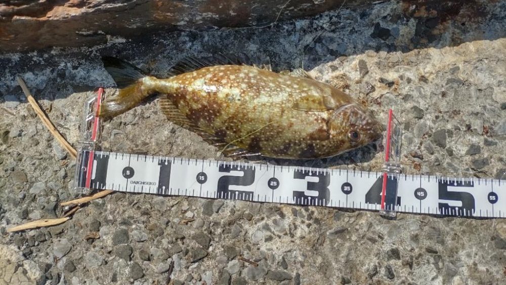 ショアジギング