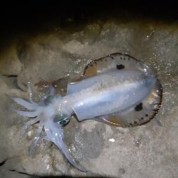 エギンク～新子～