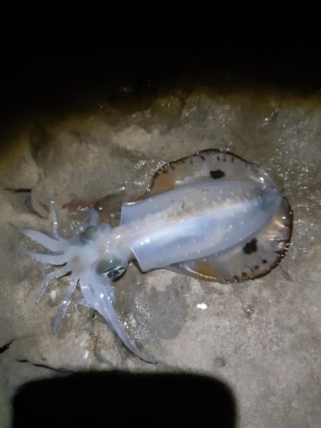 エギンク～新子～