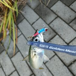 ダイソー縛りでサバ爆