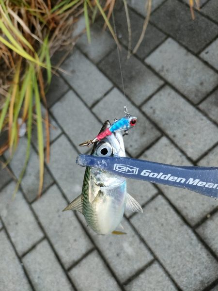 ダイソー縛りでサバ爆