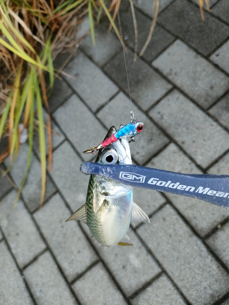 ダイソー縛りでサバ爆