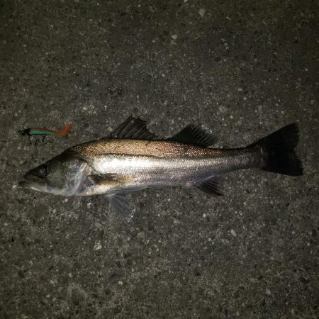 おはようスズキさん！