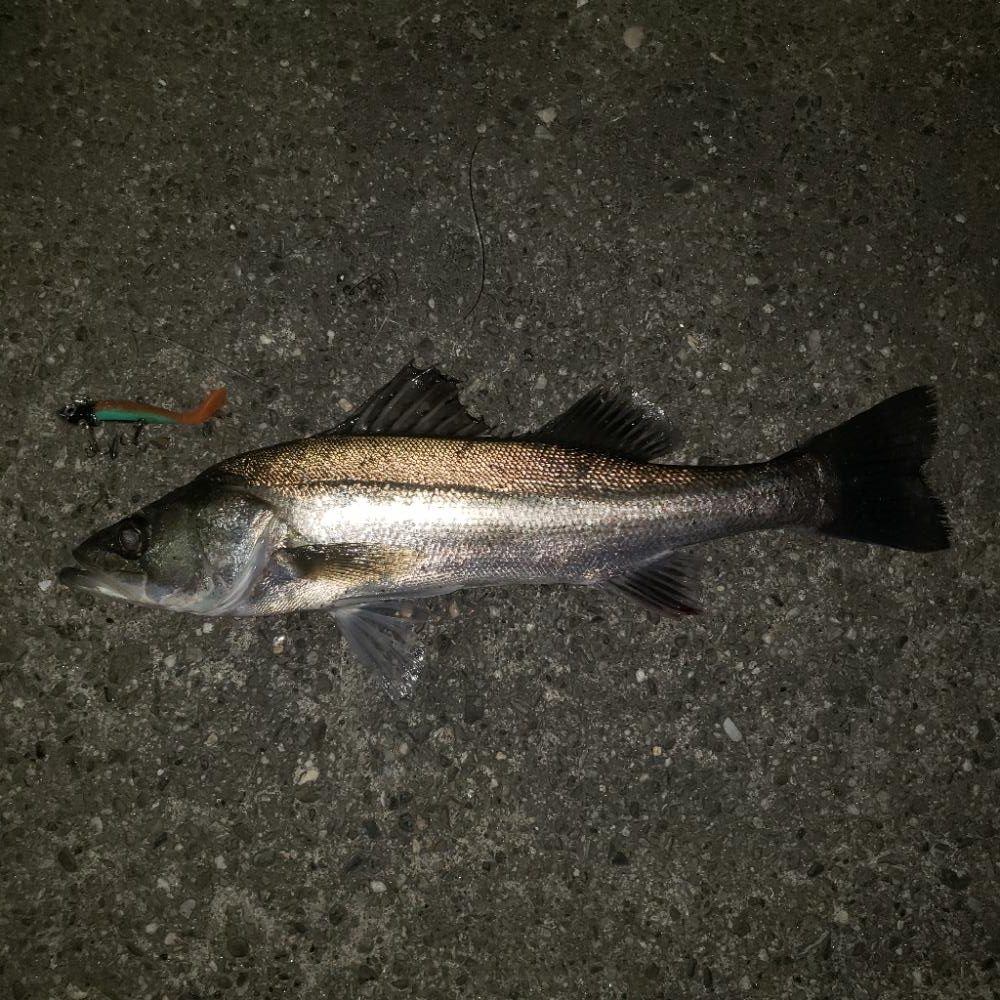 おはようスズキさん!