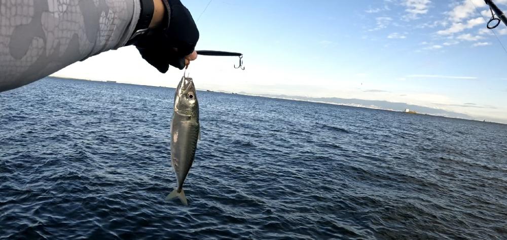 青物釣りたい(><)