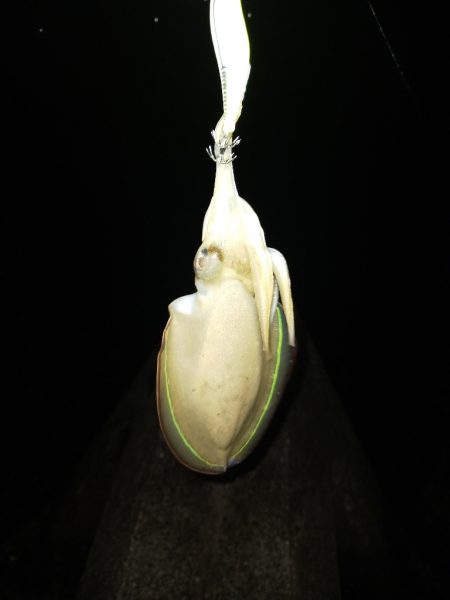 初めてコウイカが釣れました(笑)