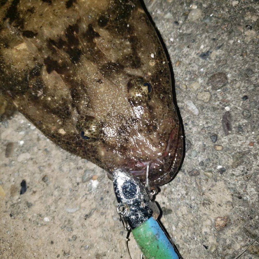 おはようマゴチさん!