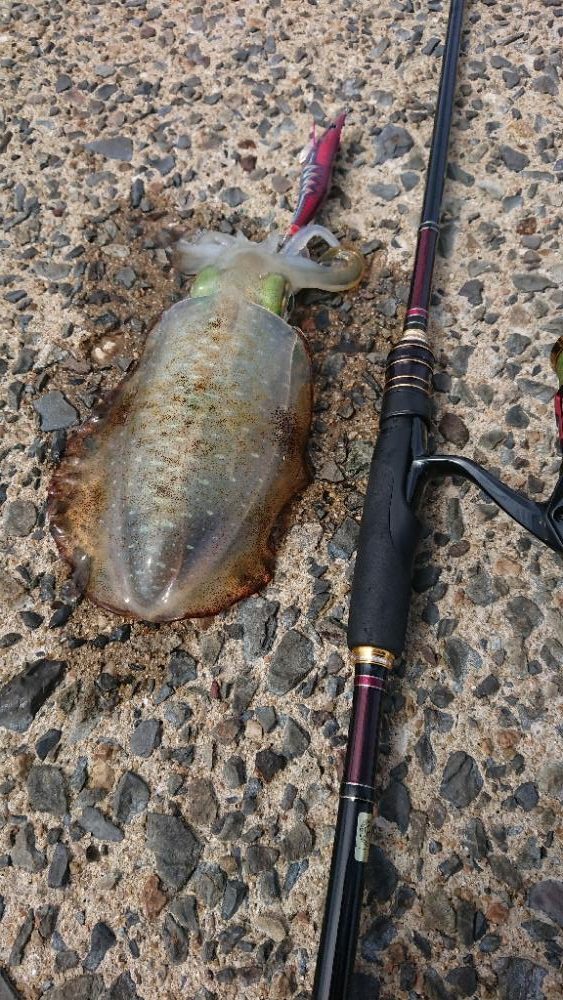 対馬エギング釣果