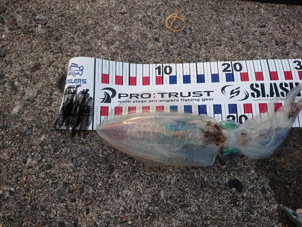 沖漬けを求めて!