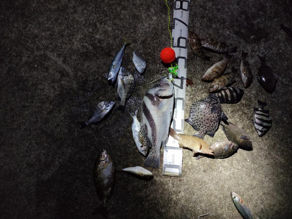 9/29釣果 コショウダイ　イシガキダイ