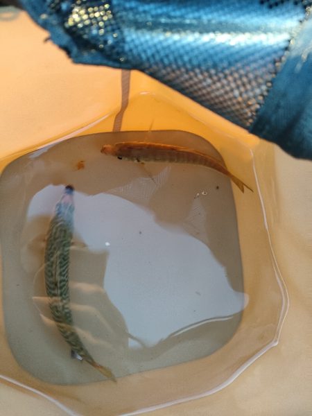 ベイトは大量だが