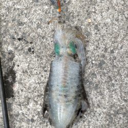 今日は6杯 良いサイズです