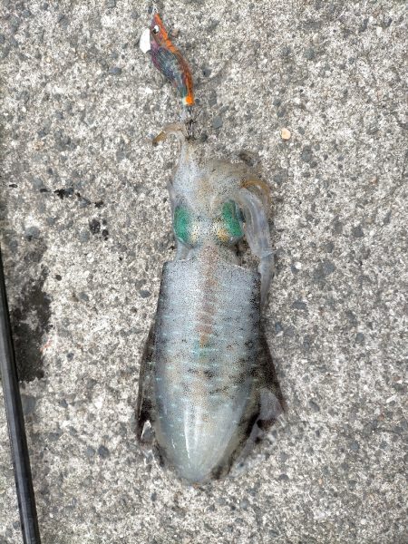 今日は6杯 良いサイズです