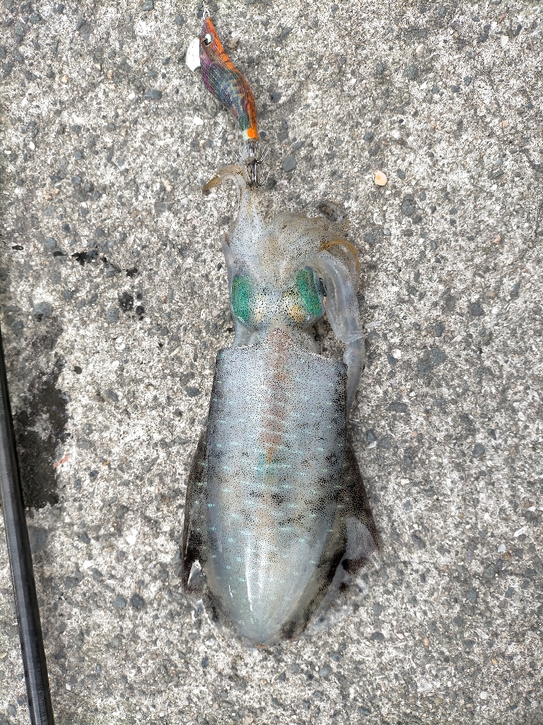 今日は6杯 良いサイズです