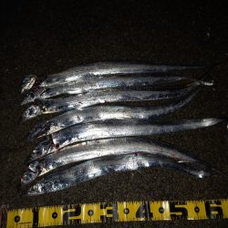 タチウオ引き釣り②