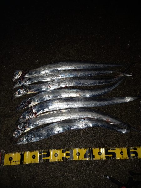 タチウオ引き釣り②