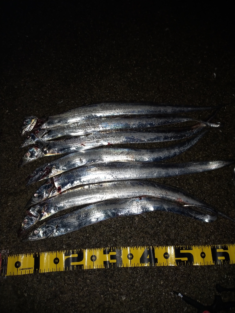 タチウオ引き釣り②