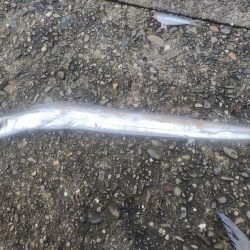 太刀魚、サワラ、ツバス