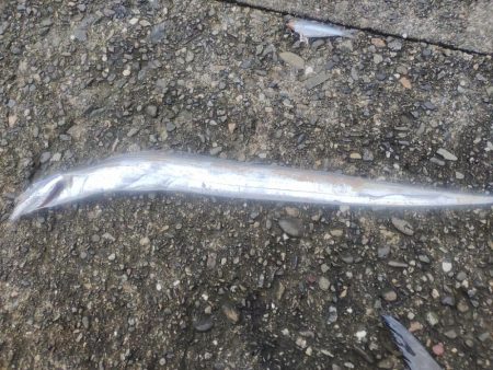 太刀魚、サワラ、ツバス