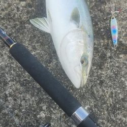 青物開幕しましたねー