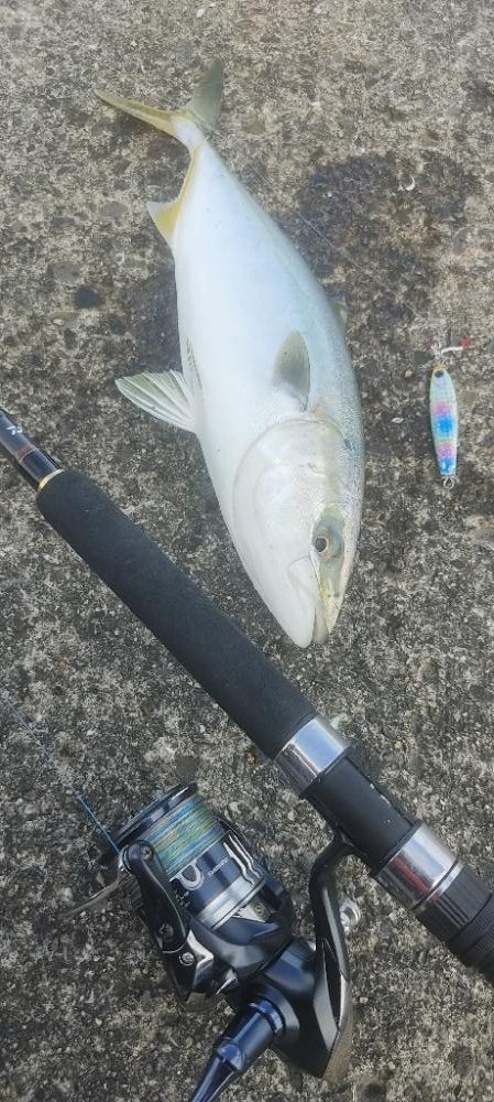 青物開幕しましたねー