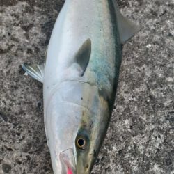 久々の青物祭り！