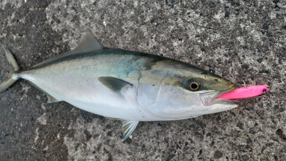 久々の青物祭り!