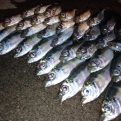 台風後のアジング