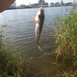 淀川ハゼ釣り大会