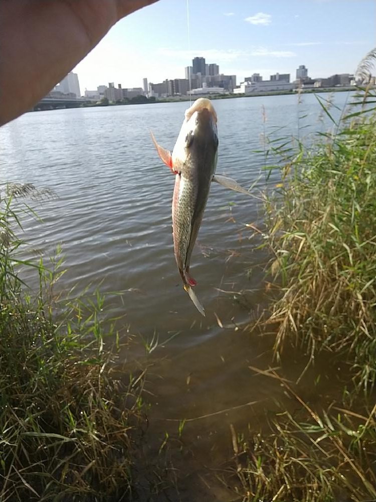淀川ハゼ釣り大会