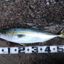 今シーズン初メジロ！