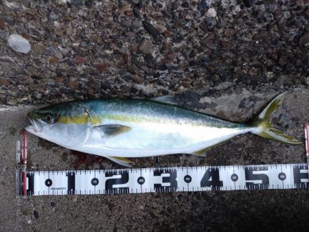 今シーズン初メジロ！