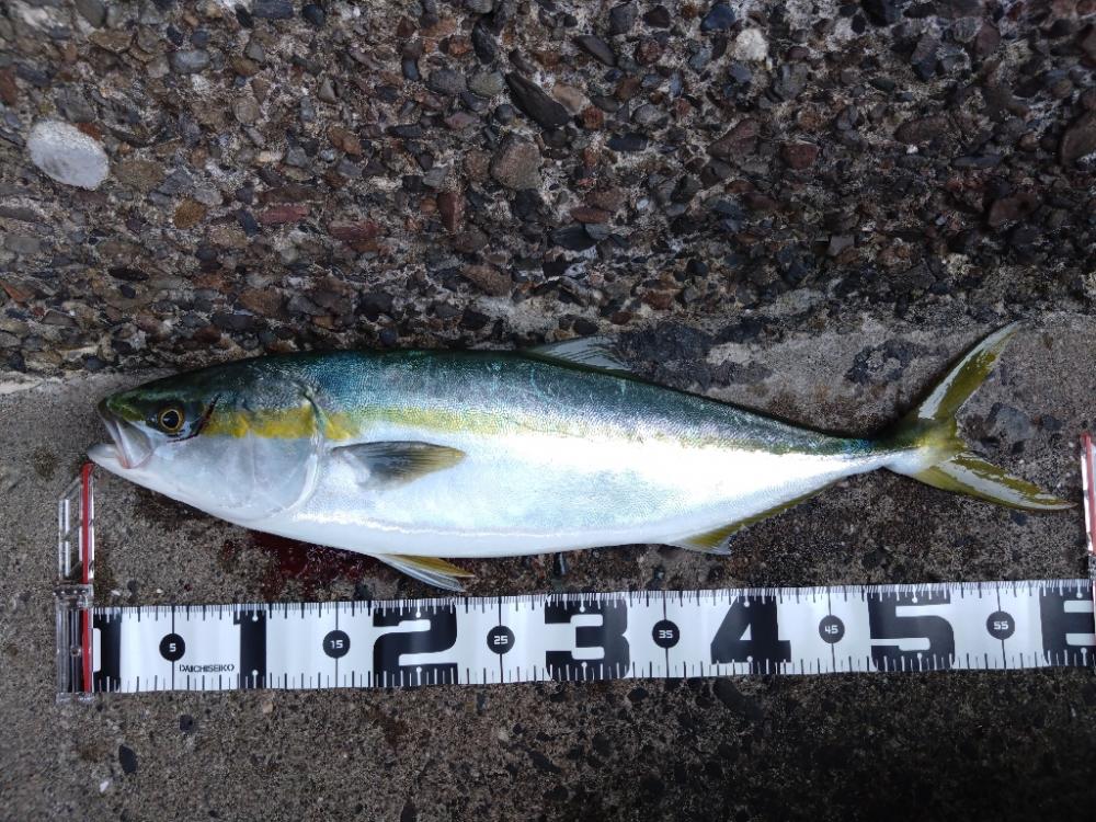 今シーズン初メジロ！