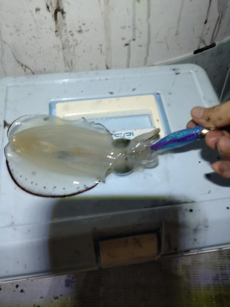 初のティップラン!