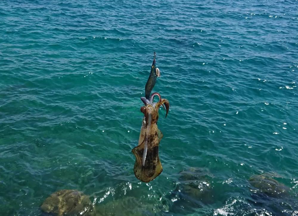 対馬エギング釣果