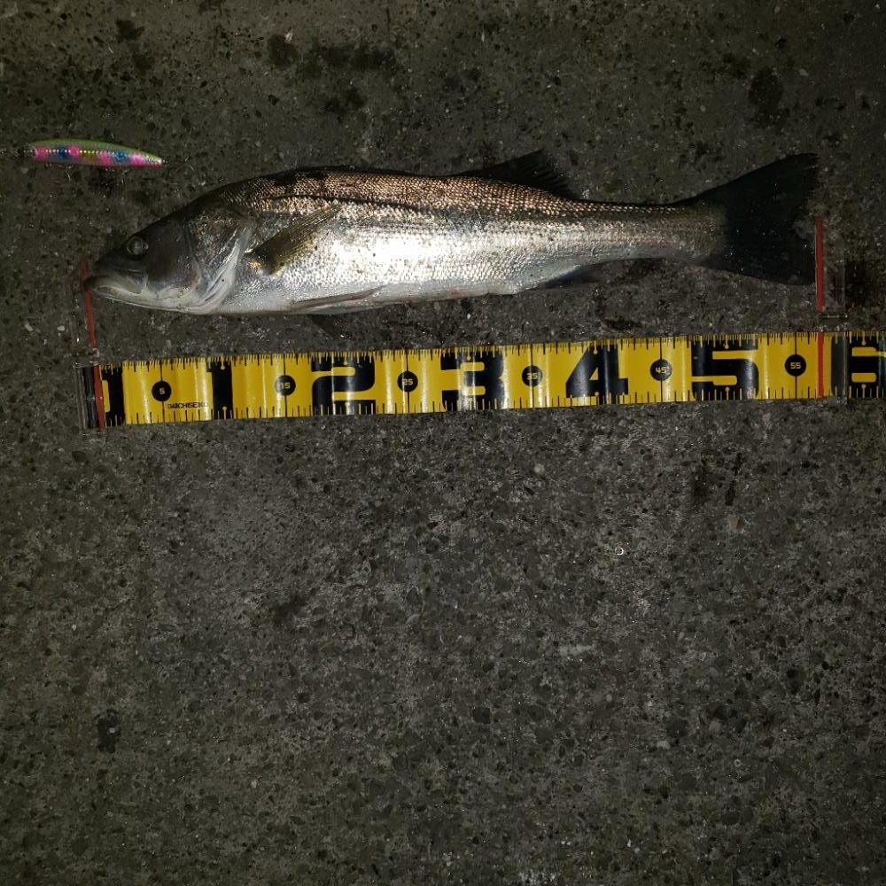 おはようスズキさん!