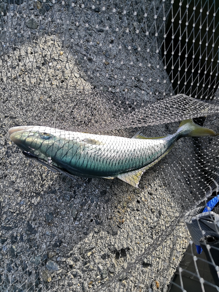 秋のショアジギング