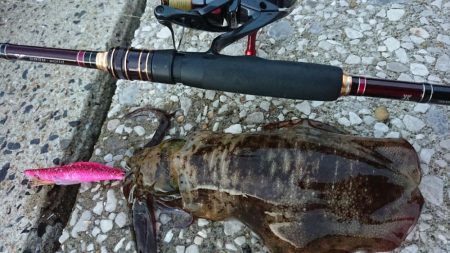 対馬エギング釣果